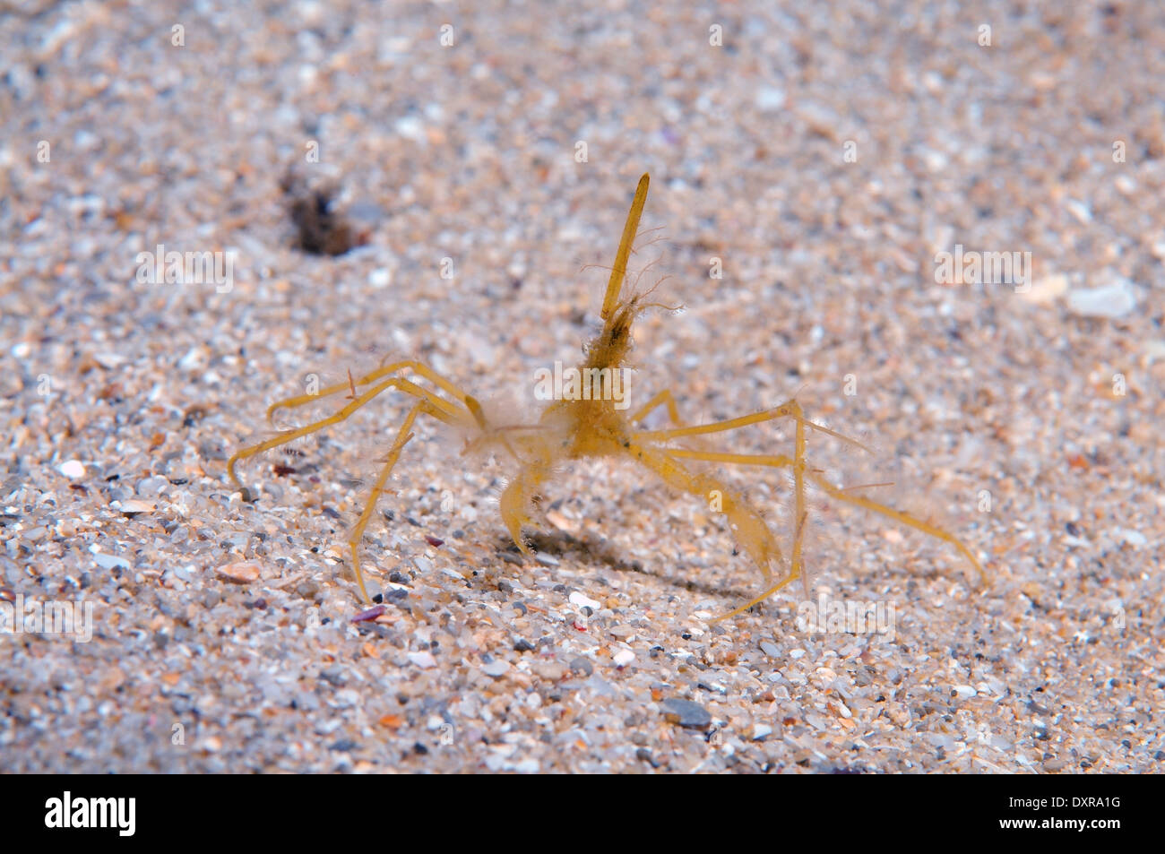 common spider crab, long-legged spider crab or long-legged crab