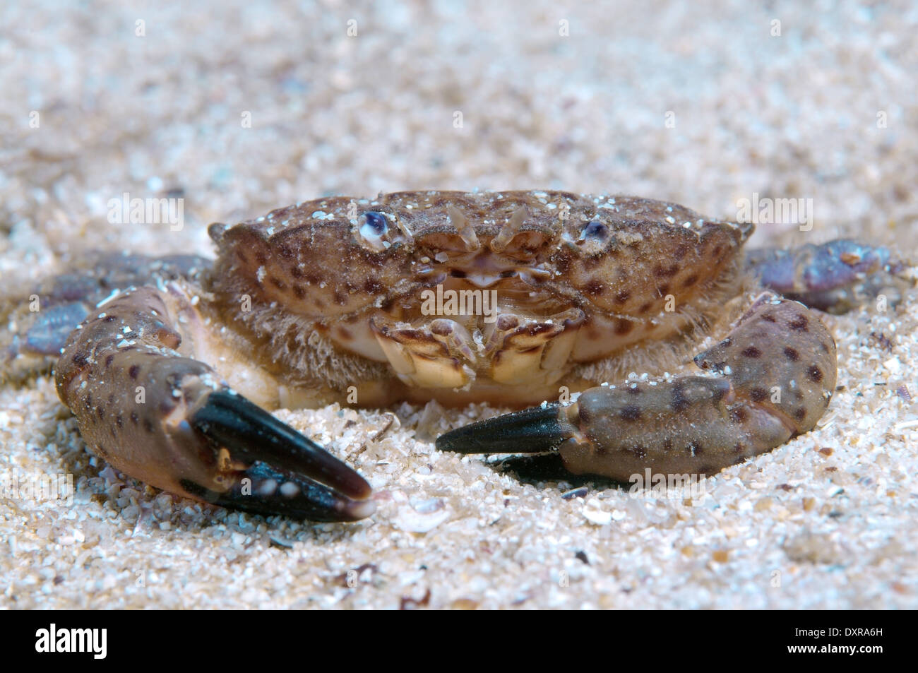 crab (Xantho poressa) Black Sea, Crimea, Russia  Stock Photo
