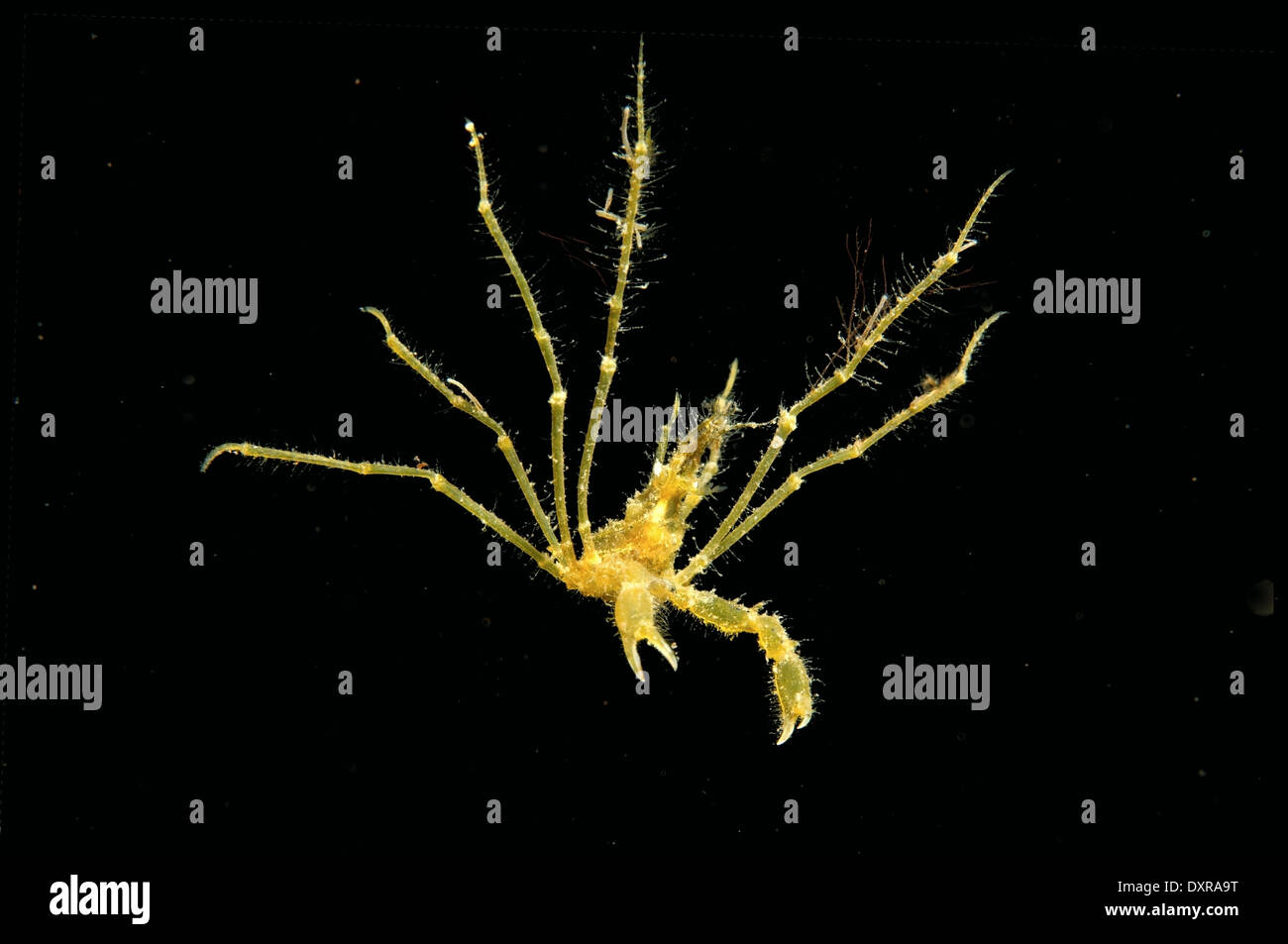 common spider crab, long-legged spider crab or long-legged crab (Macropodia rostrata) Stock Photo