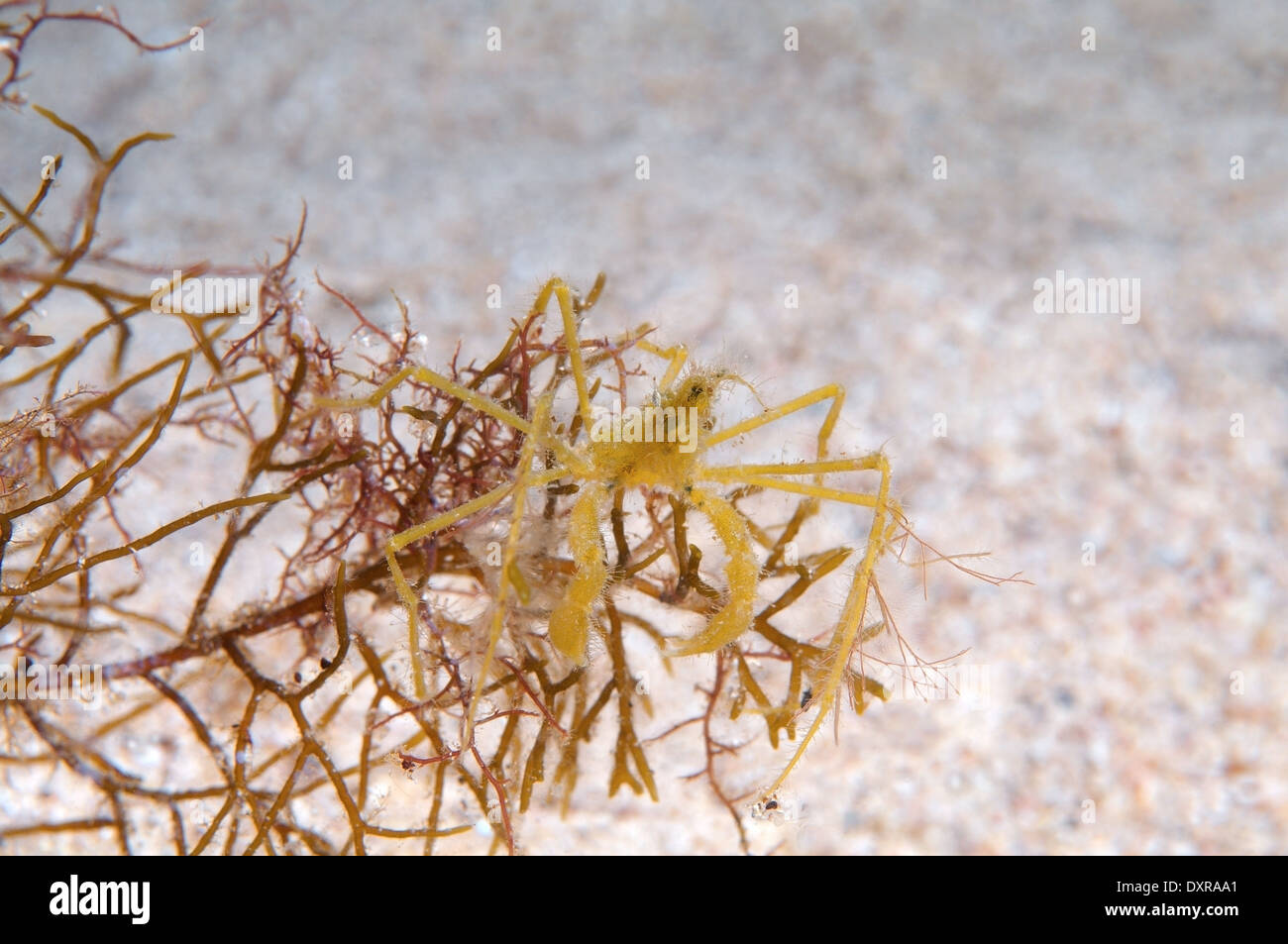 common spider crab, longlegged spider crab or longlegged crab