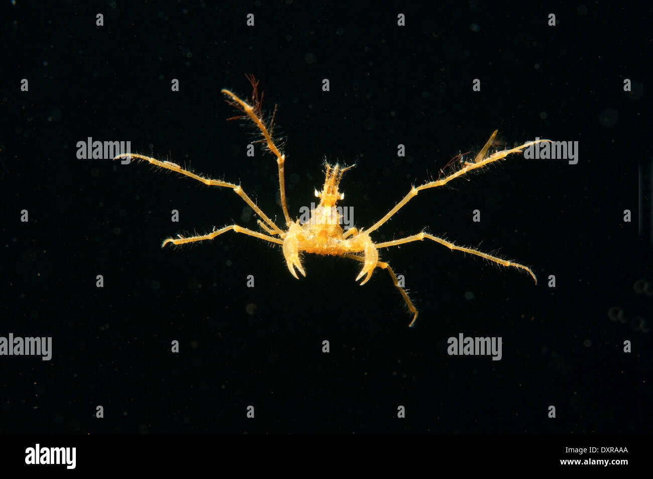 common spider crab, long-legged spider crab or long-legged crab