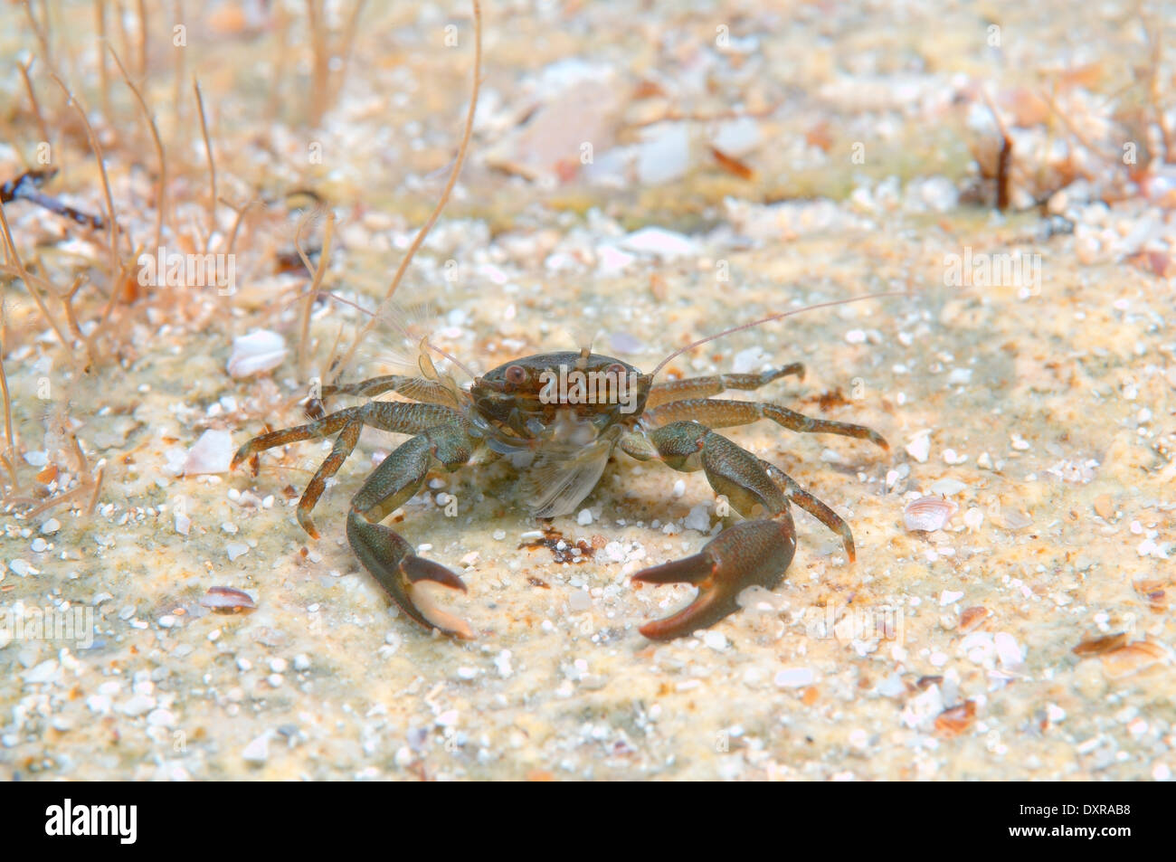 long-clawed porcelain crab (Pisidia longimana) Black Sea, Crimea Stock Photo