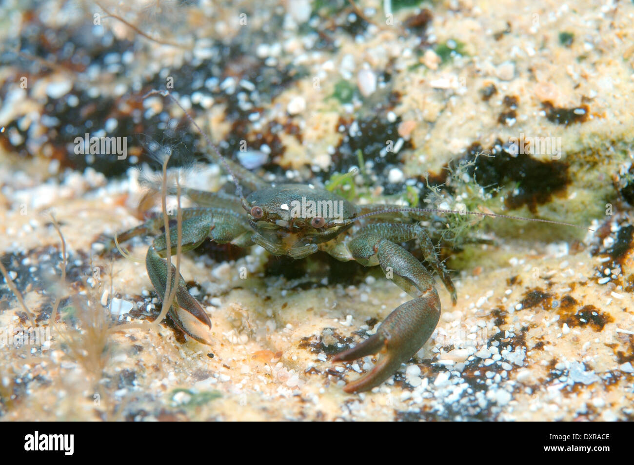 long-clawed porcelain crab (Pisidia longimana) Black Sea, Crimea Stock Photo