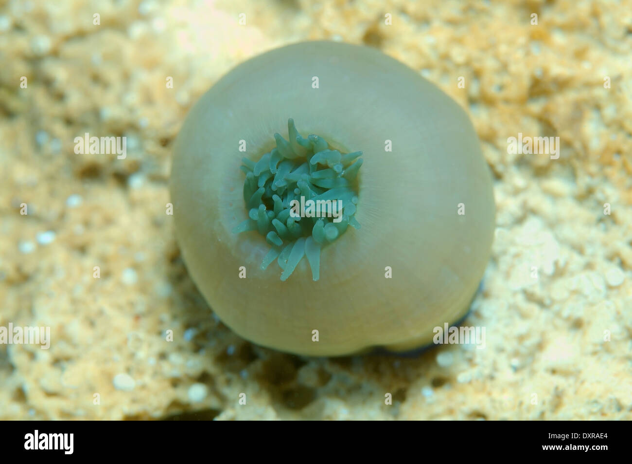 Beadlet anemone red sea anemone hires stock photography and images Alamy