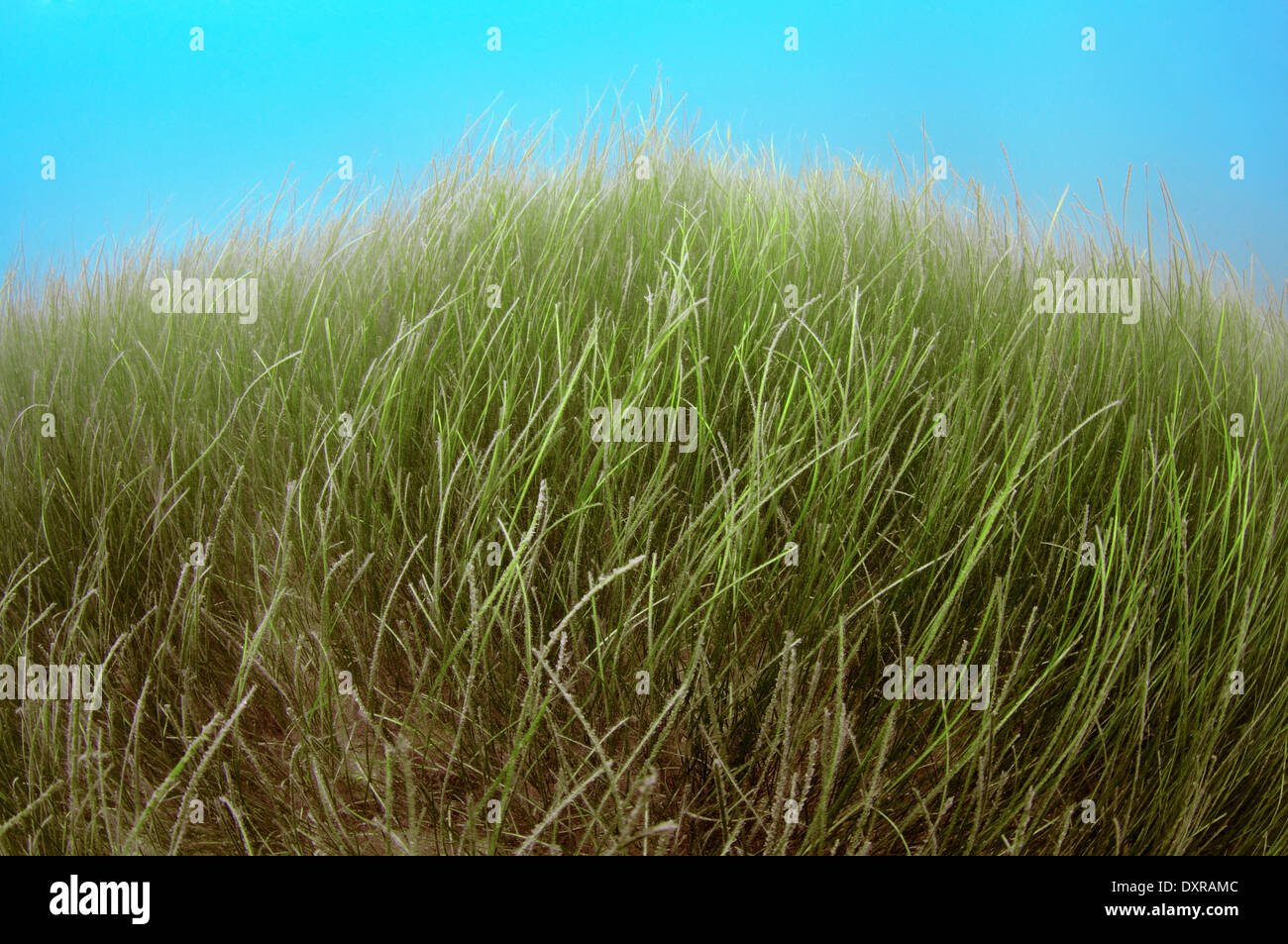 Dense thickets of  Seagrass Zostera on the sandbanks on the blue water background Stock Photo