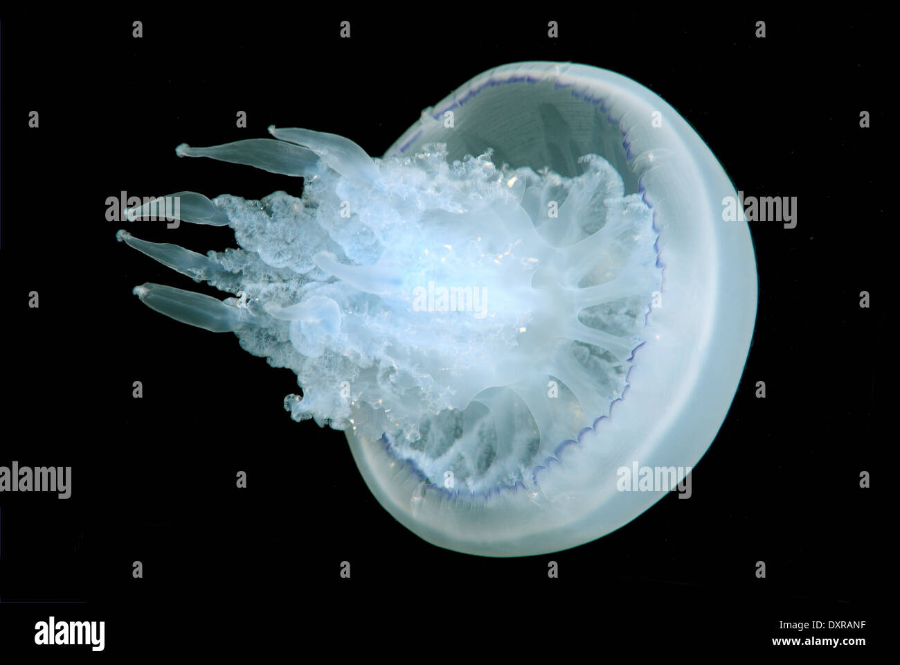 Barrel jellyfish, dustbin-lid jellyfish or frilly-mouthed jellyfish (Rhizostoma pulmo), Black Sea, Crimea, Russia Stock Photo