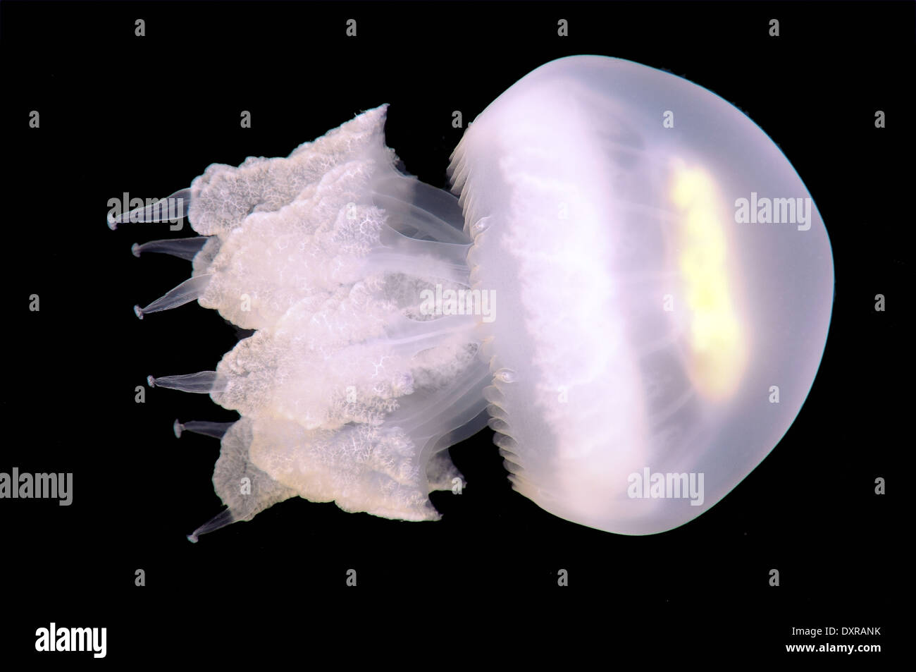 Barrel jellyfish, dustbin-lid jellyfish or frilly-mouthed jellyfish (Rhizostoma pulmo), Black Sea, Crimea, Russia Stock Photo