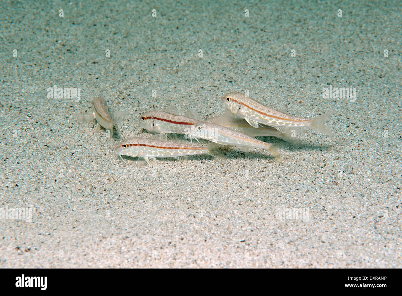 shoal of fish Red mullet, Striped goatfish, Striped mullet or Bluntsnouted mullet  (Mullus barbatus) Stock Photo