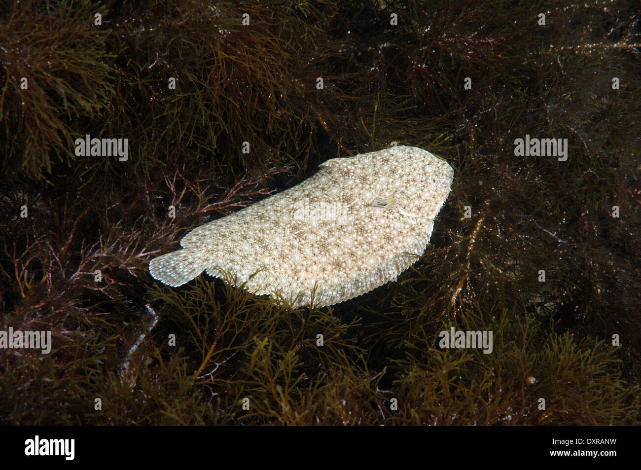 Sand sole, Atlantic sole, French sole, Snouted sole or Lascar (Pegusa lascaris) Stock Photo