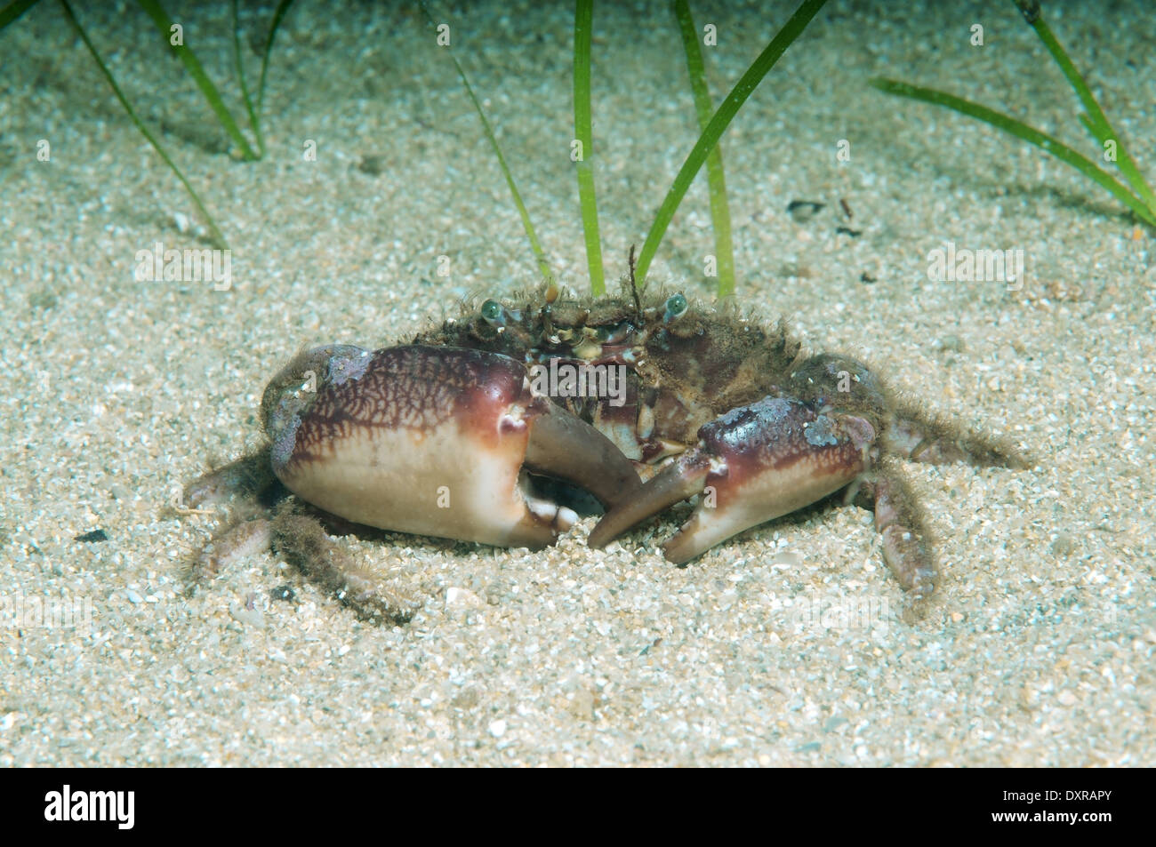 bristly crab or hairy crab (Pilumnus hirtellus) Black Sea, Crimea, Russia  Stock Photo