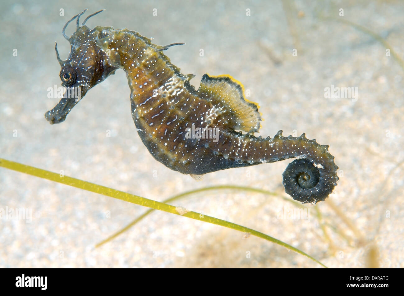 Short-snouted Seahorse (Hippocampus hippocampus), Black Sea, Crimea, Russia  Stock Photo