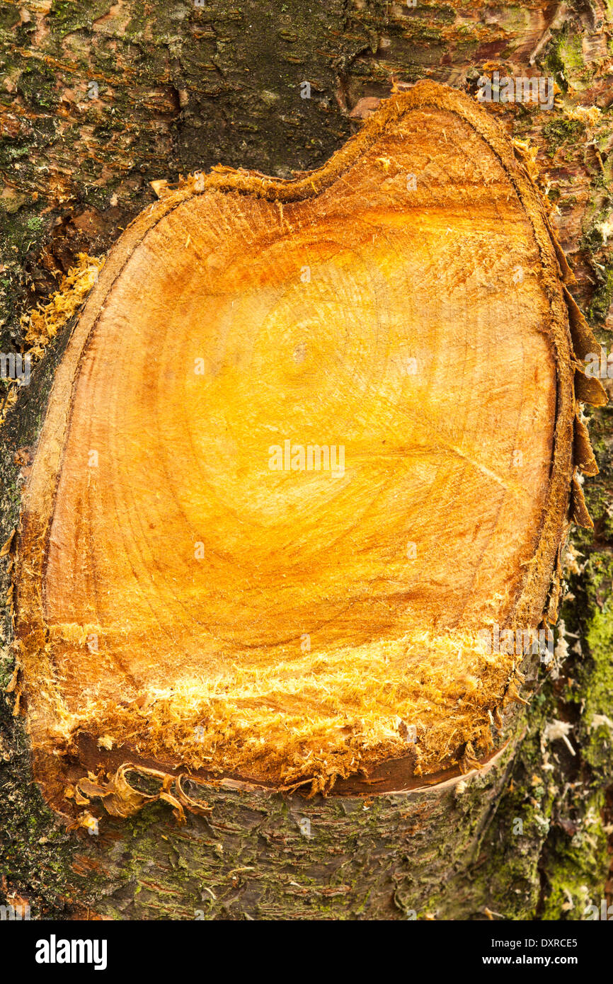 Cherry tree cutting surface Stock Photo Alamy