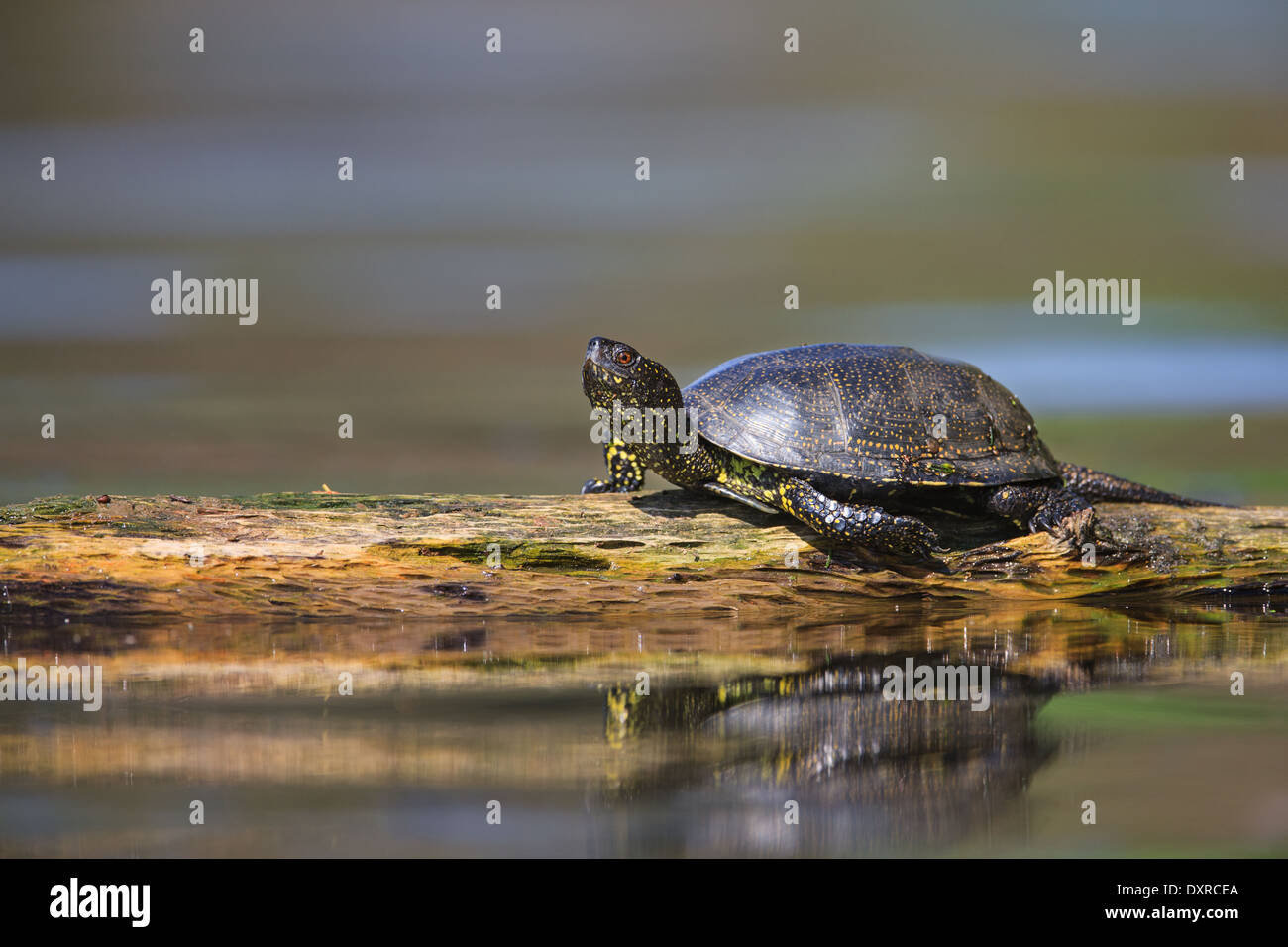 European pond turtle (Emys orbicularis) Stock Photo