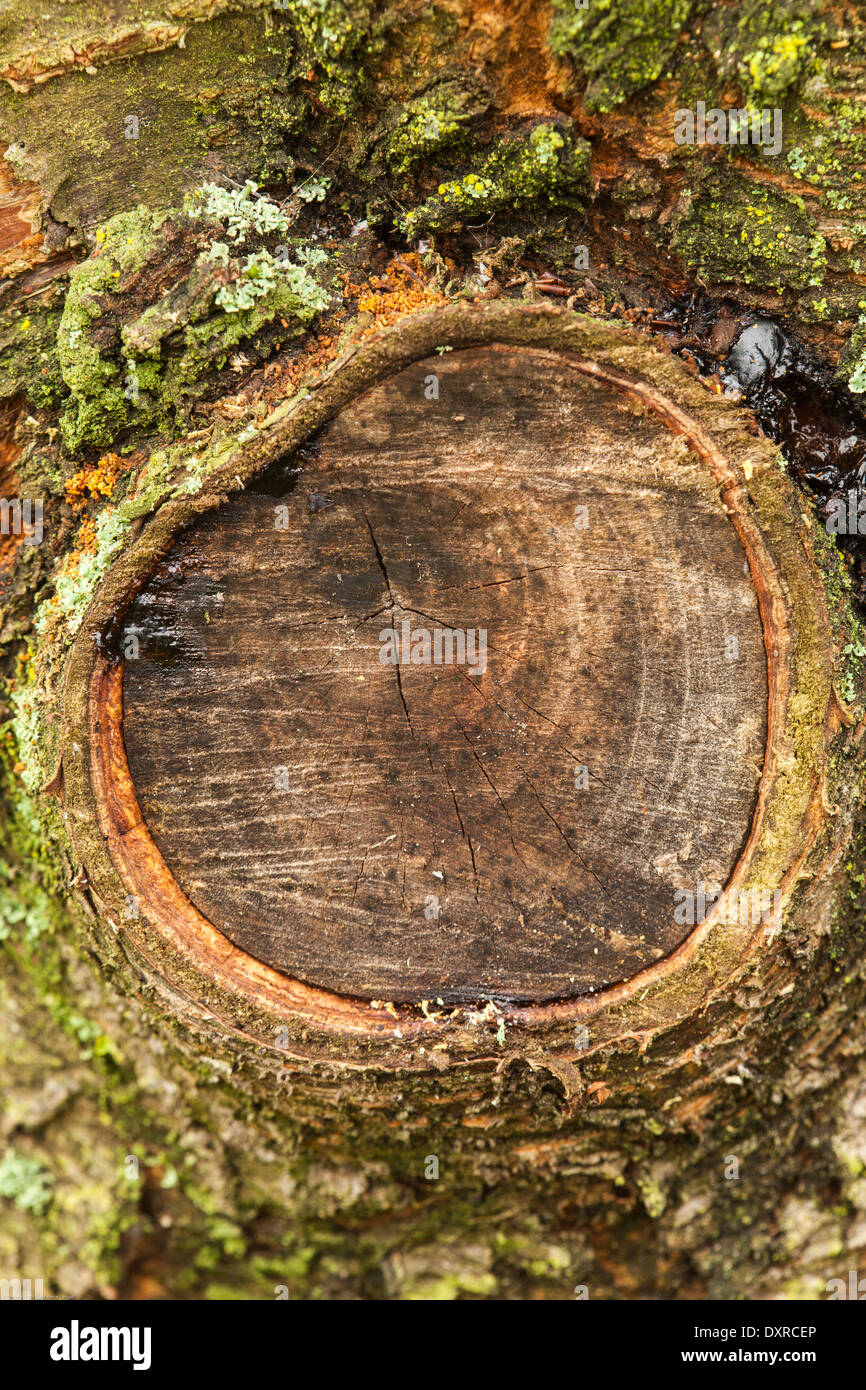 Cherry tree cutting surface Stock Photo Alamy