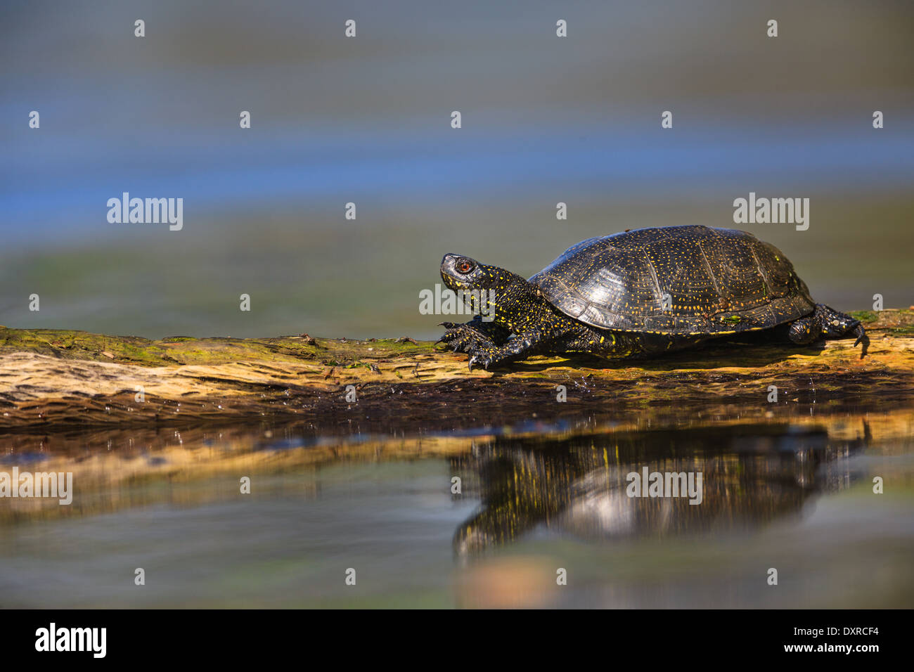 European pond turtle (Emys orbicularis Stock Photo - Alamy