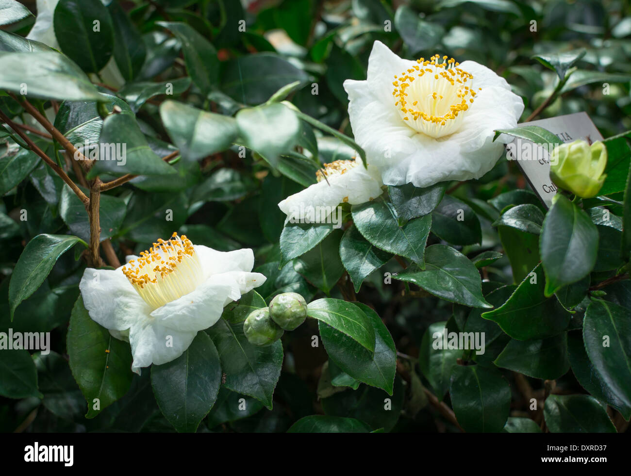 White Camellias with buds in lush green foliage. Stock Photo