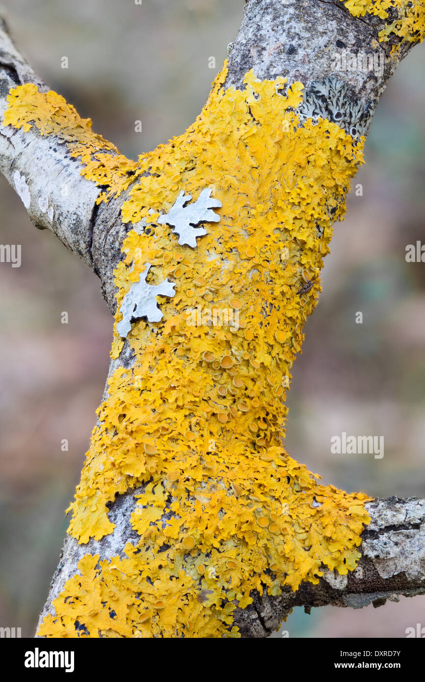 Common orange lichen Stock Photo