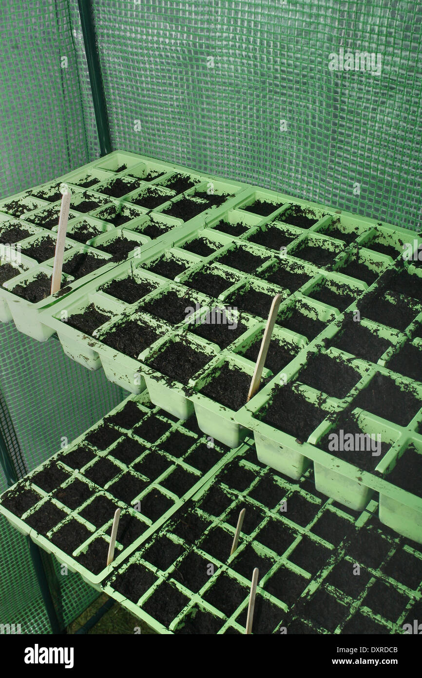 compost filled seed modules in plastic greenhouse Stock Photo
