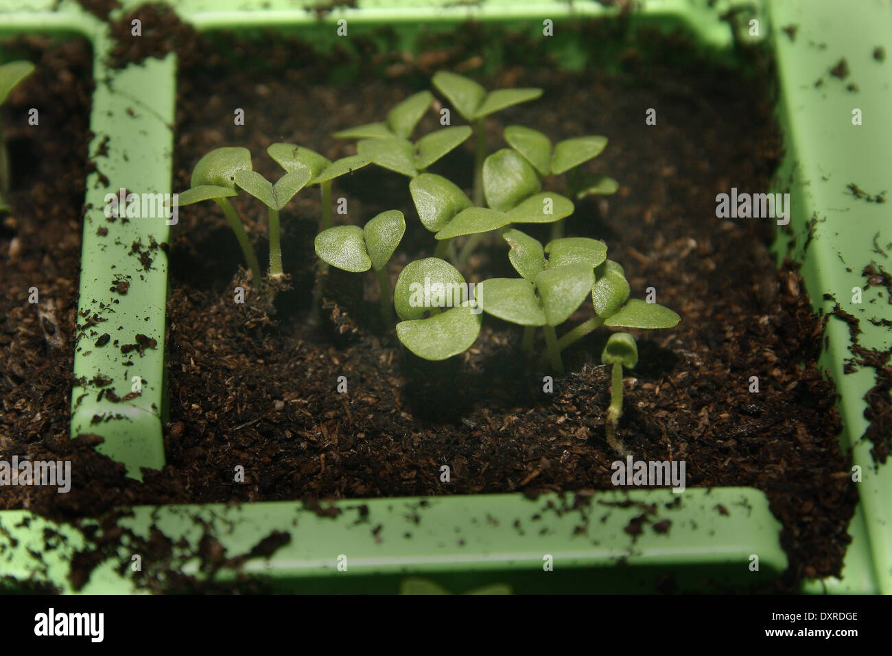 sweet basil seedlings in seed module Ocimum basilicum Stock Photo Alamy