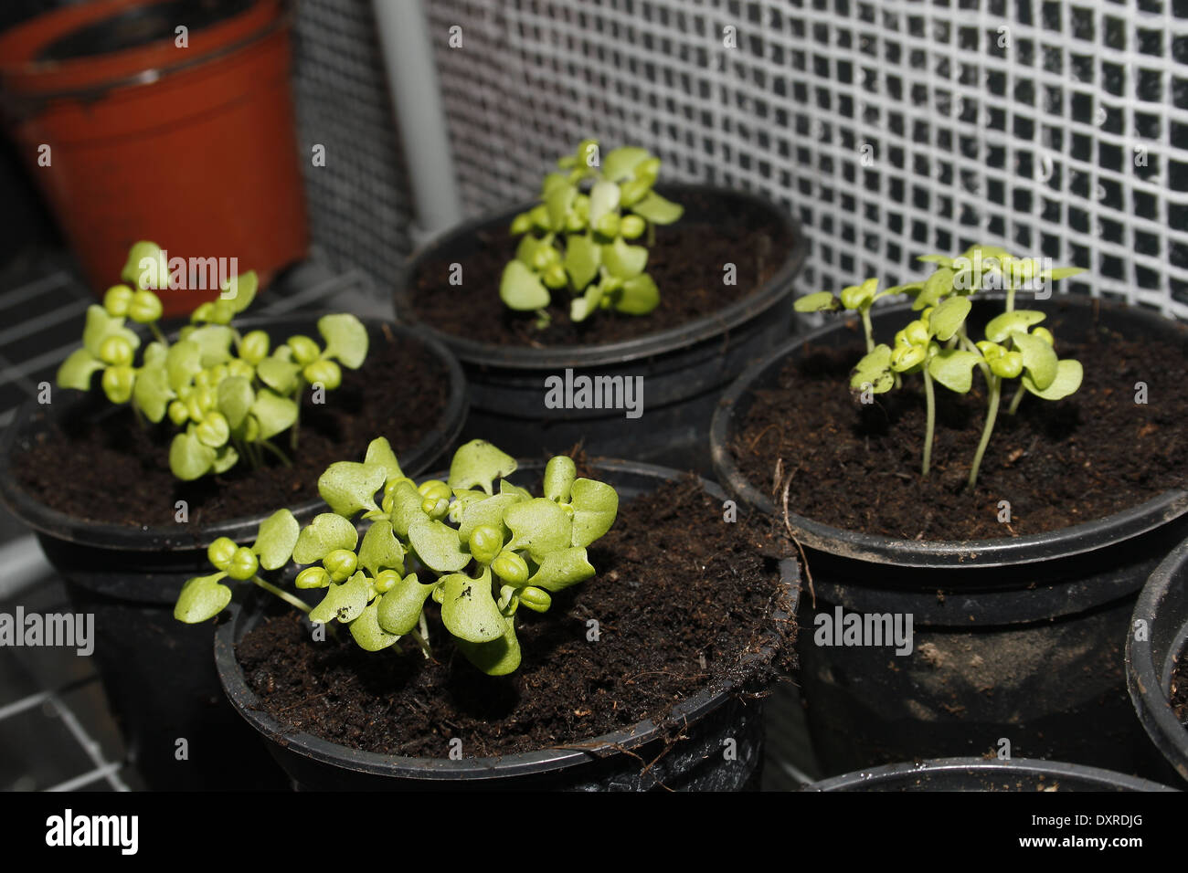sweet basil in plant pots Ocimum basilicum Stock Photo
