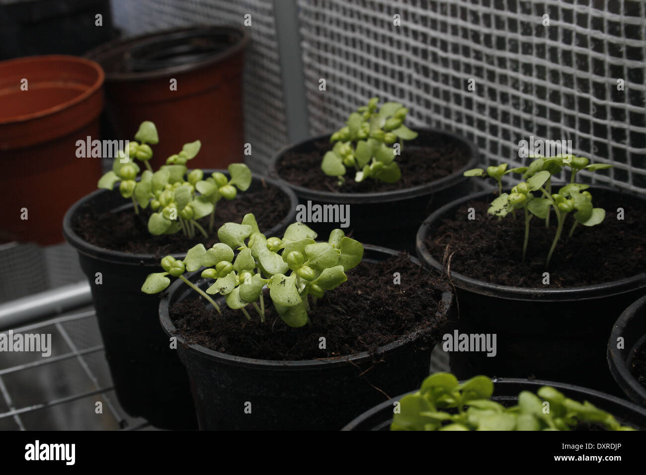 sweet basil in plant pots Ocimum basilicum Stock Photo Alamy