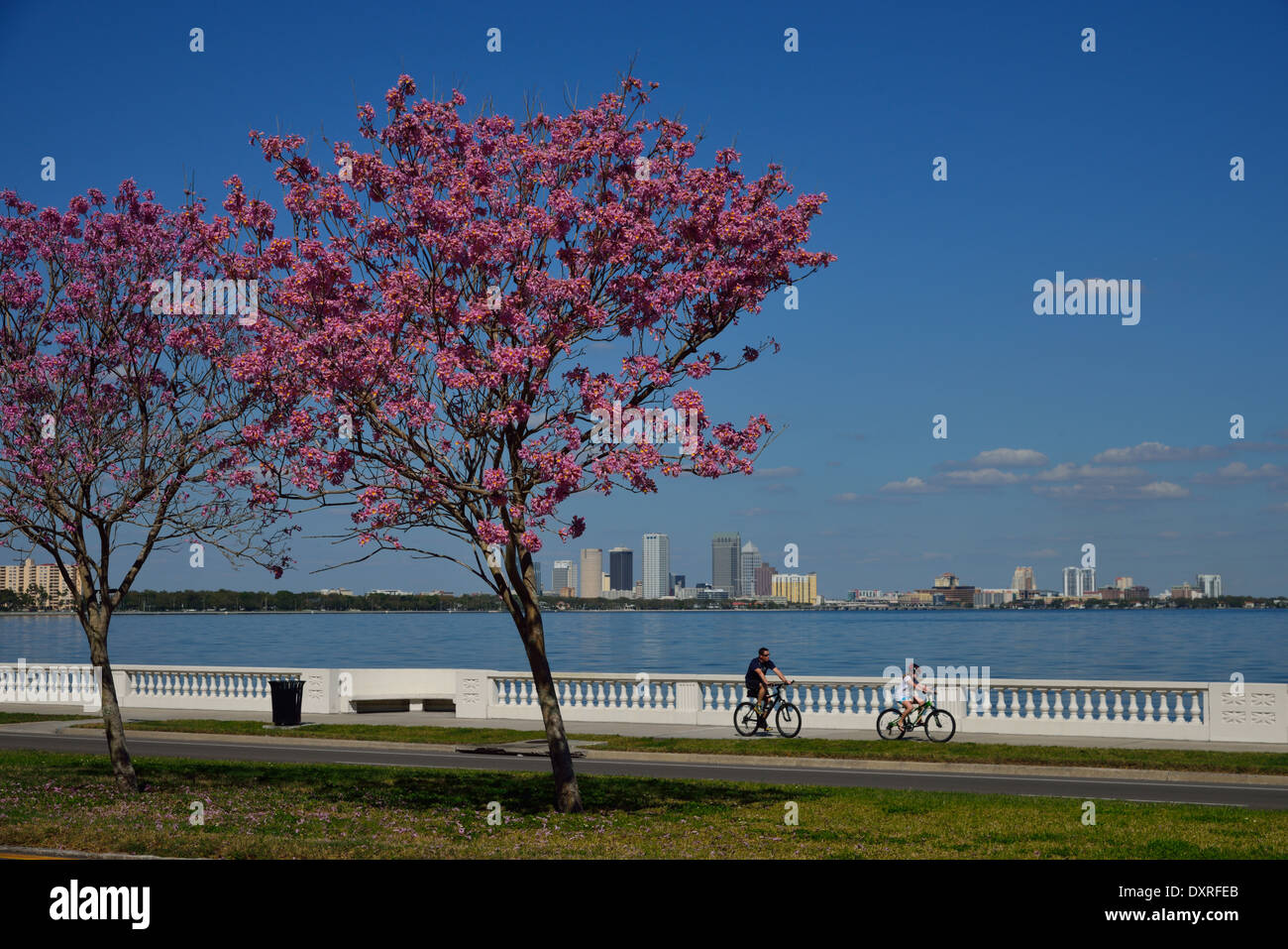 Skyline of Tampa downtown in spring, Florida FL Stock Photo Alamy