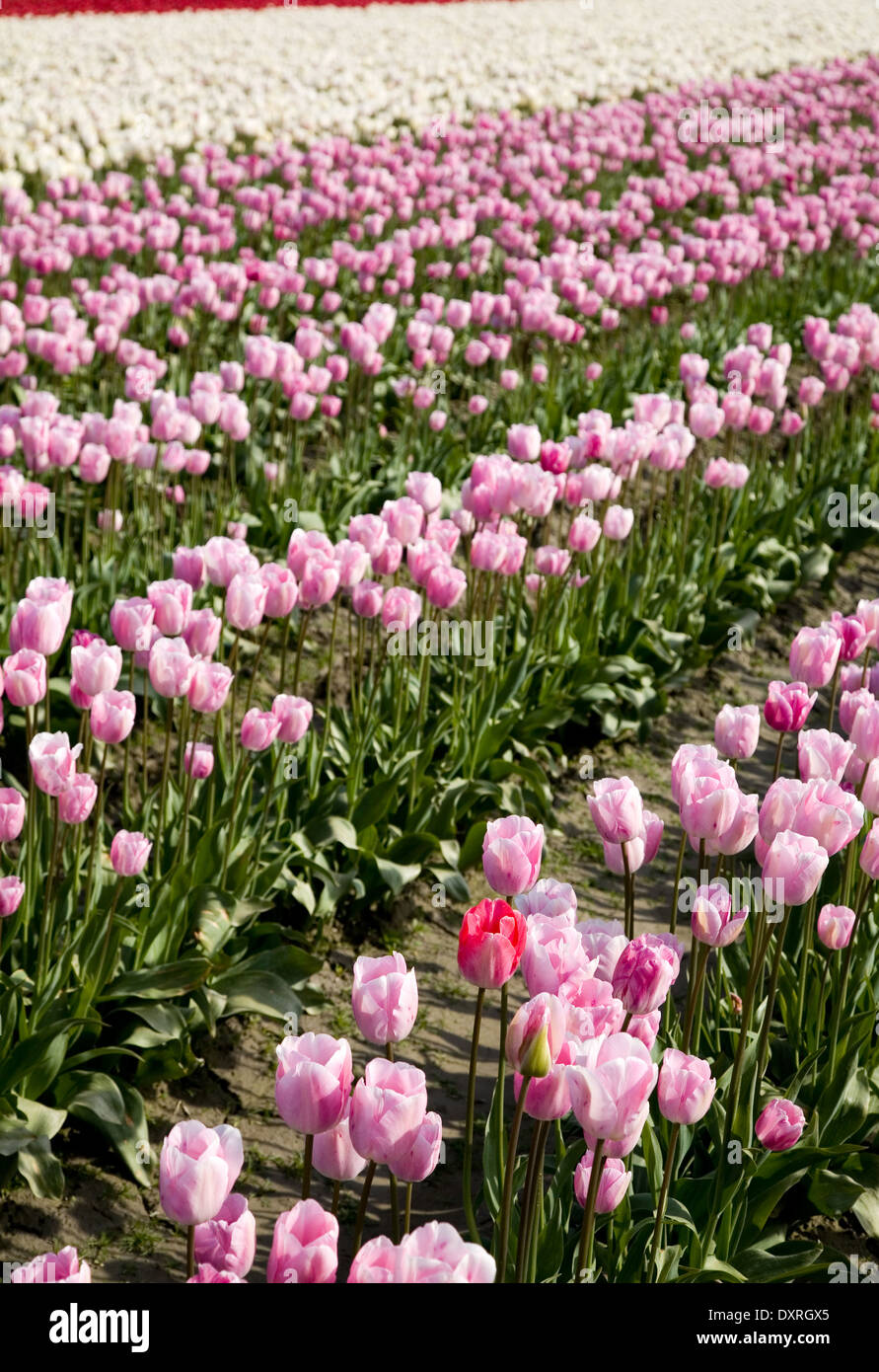 pink tulips in farm field for background Stock Photo - Alamy