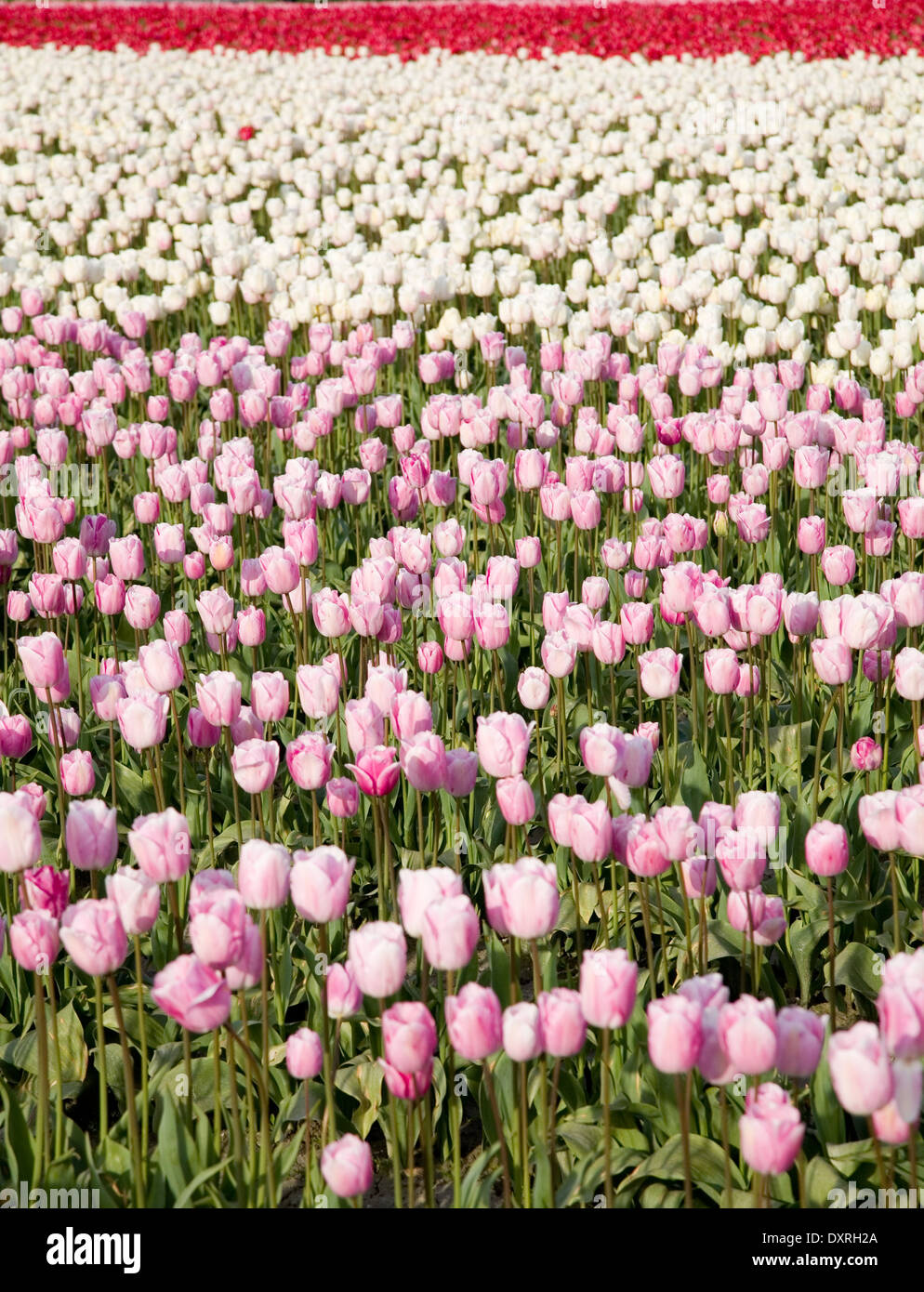 pink tulips in farm field for background Stock Photo