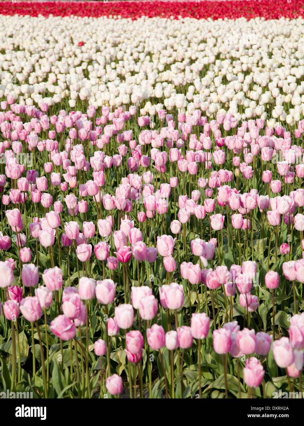 pink tulips in farm field for background Stock Photo - Alamy