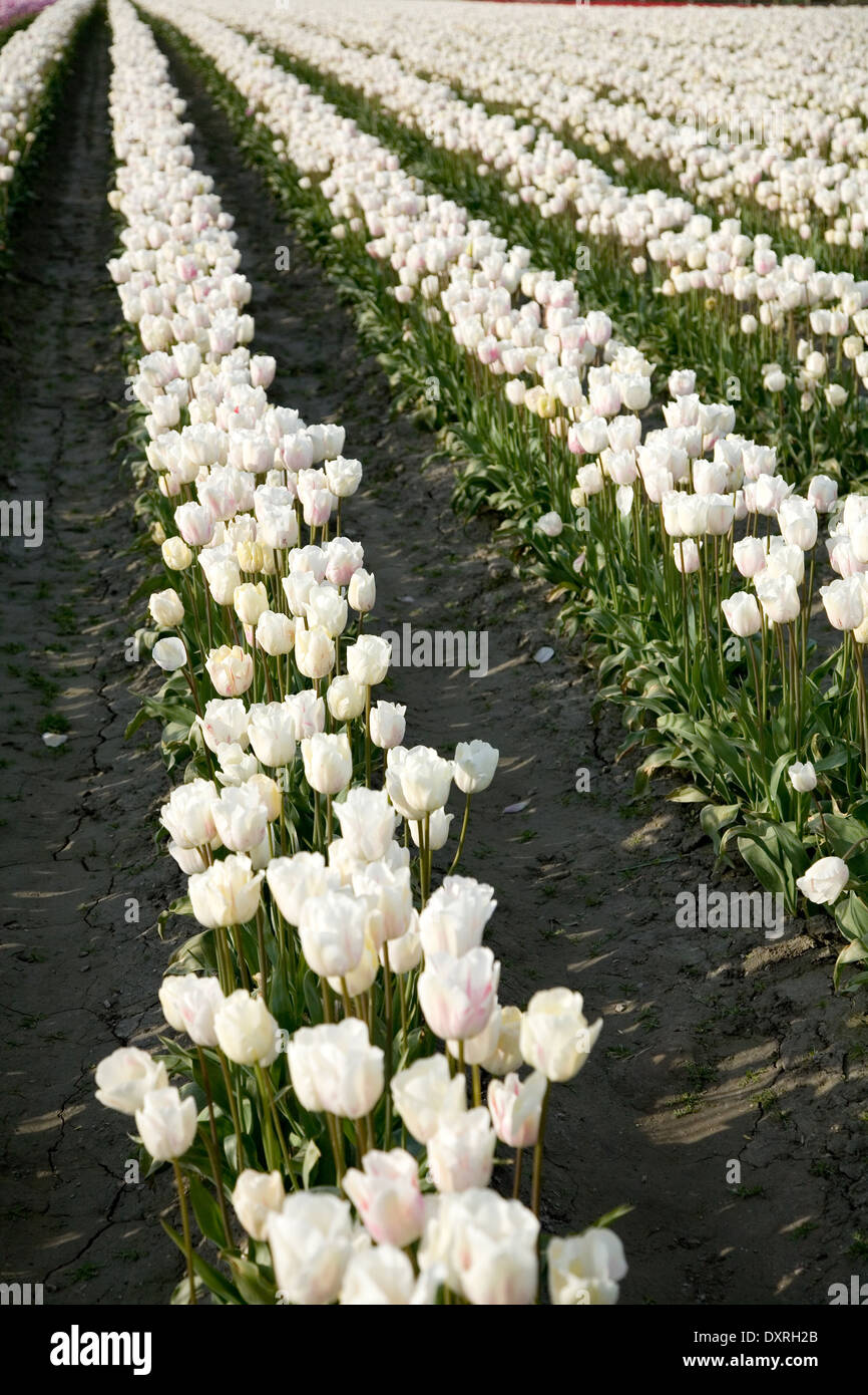 white tulips for background Stock Photo
