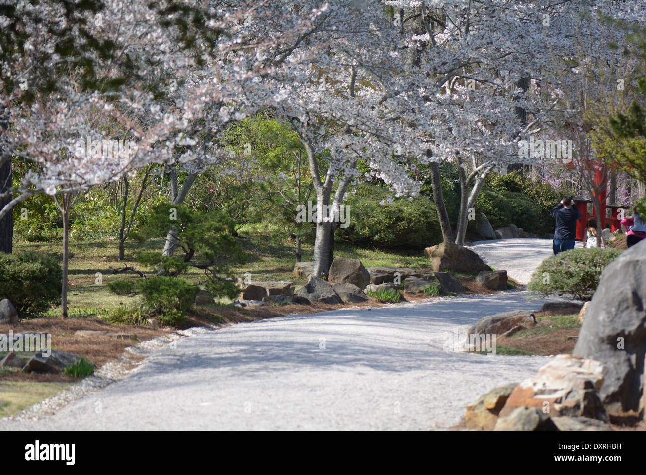 Cherry Blossom Lane Series Photo A Stock Photo Alamy