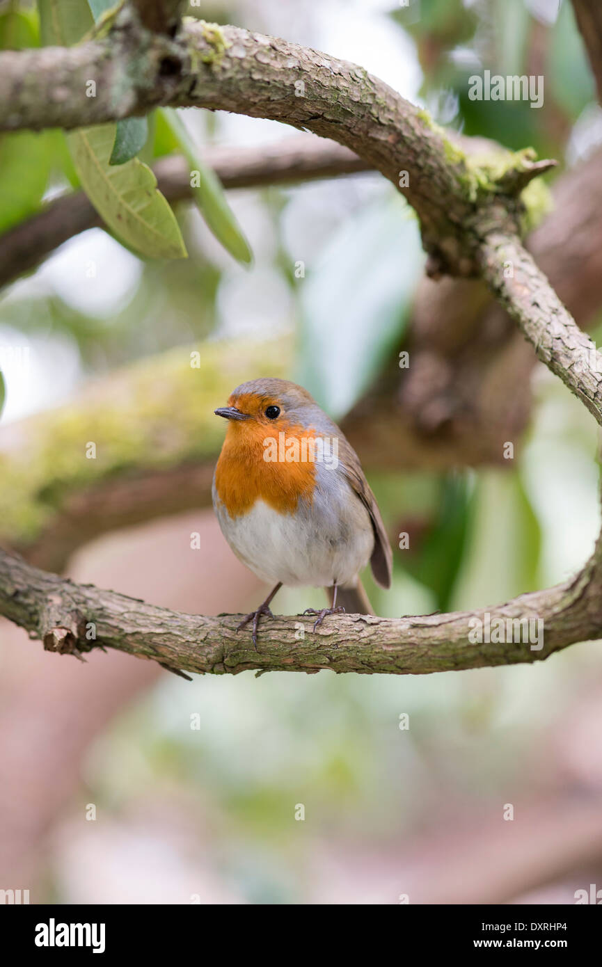 Erithacus Rubecula. Robin in a tree in an english Garden in spring. UK Stock Photo