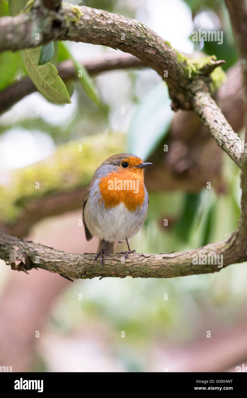 Erithacus Rubecula. Robin in a tree in an english Garden in spring. UK Stock Photo
