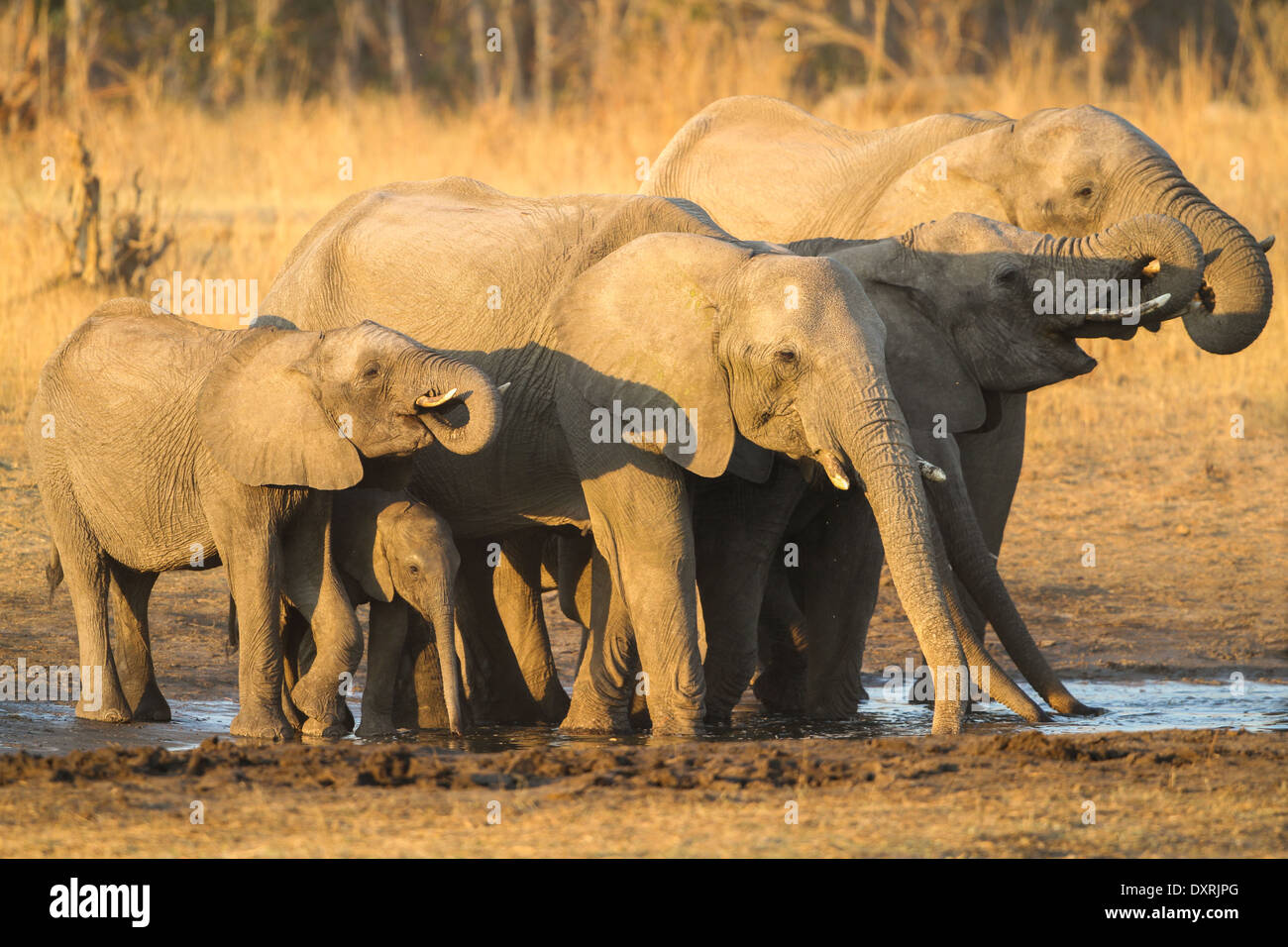African Elephant herd drinking Stock Photo