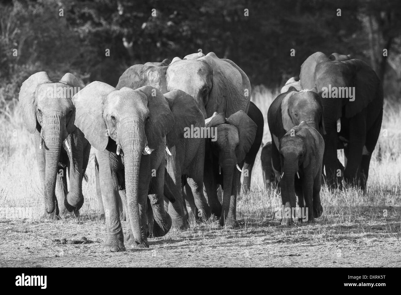 African Elephant herd Stock Photo