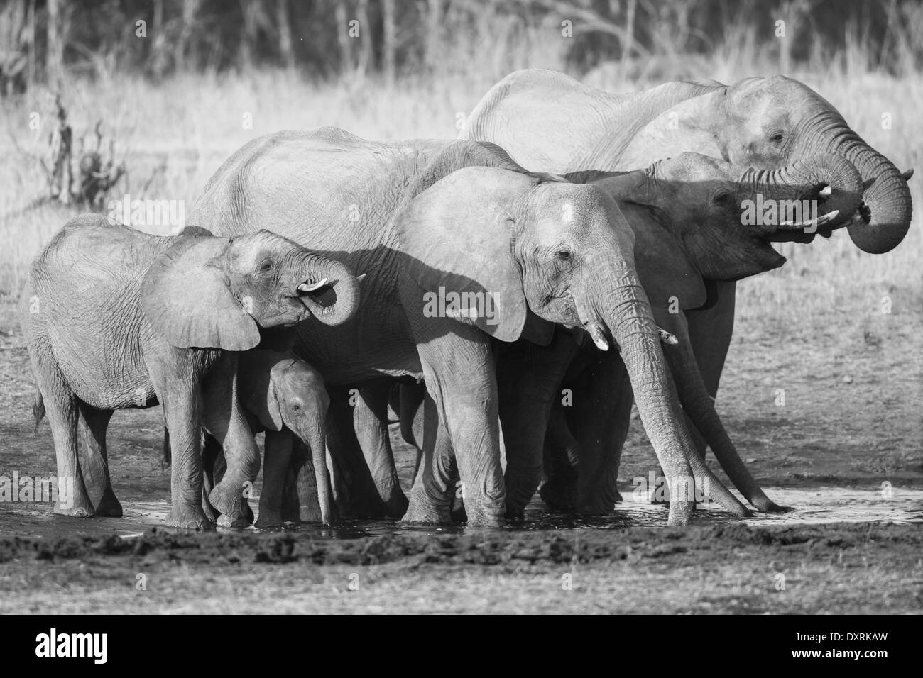 African Elephant herd drinking Stock Photo