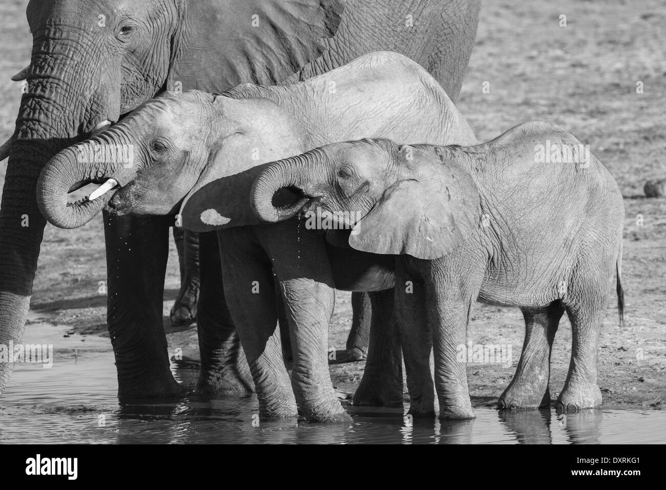 African Elephant calves drinking Stock Photo