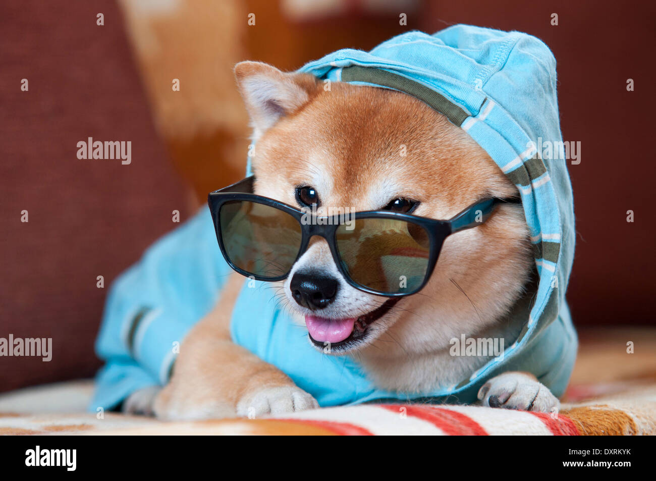 Happy shiba inu sales