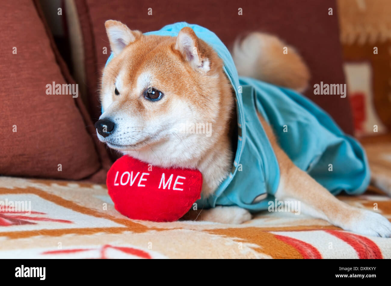 cute Shiba inu dog laying on bed with red heart Stock Photo Alamy