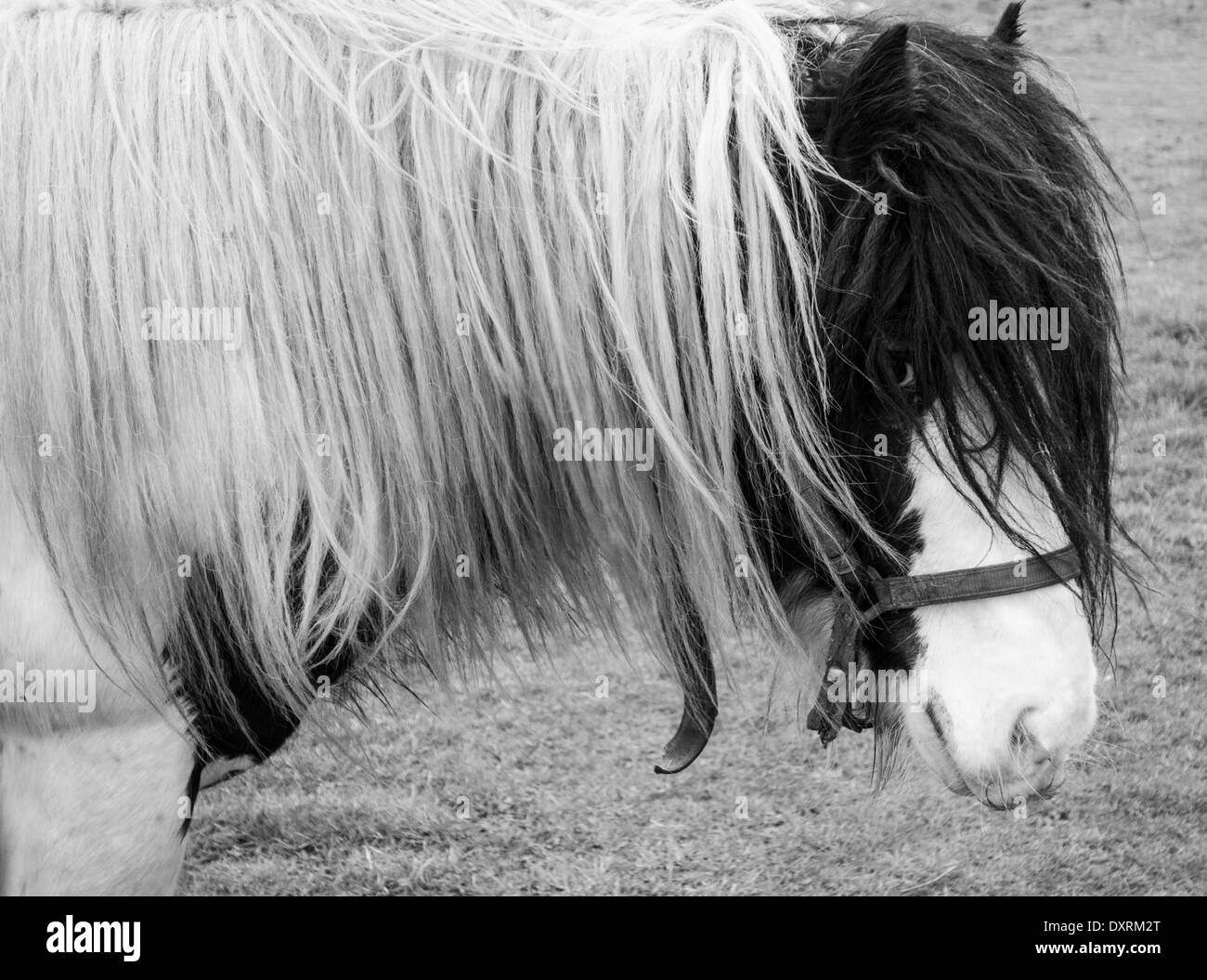 Cobb horse in field. UK Stock Photo Alamy