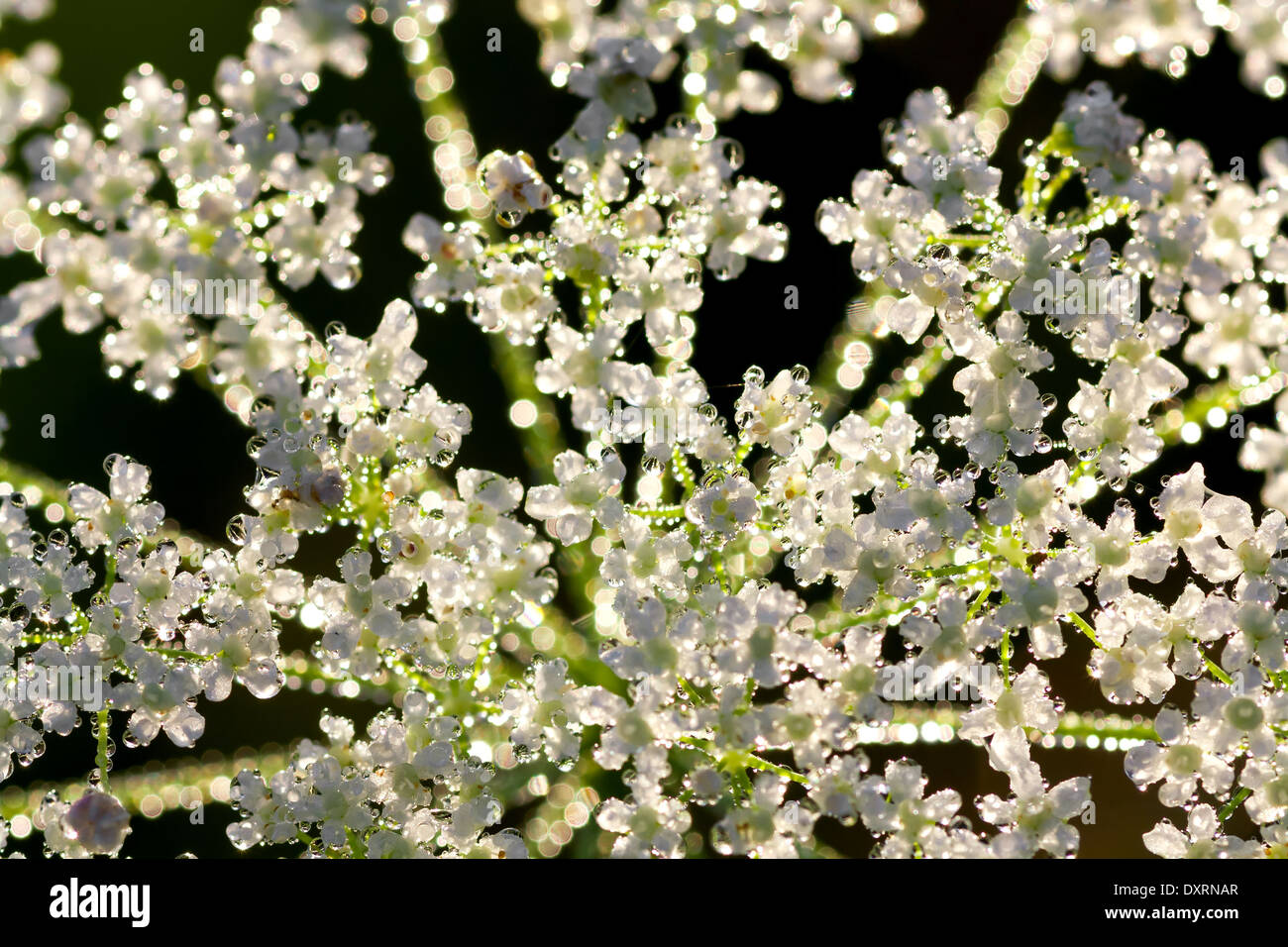 Sunlight shining on dew drops hi-res stock photography and images - Alamy