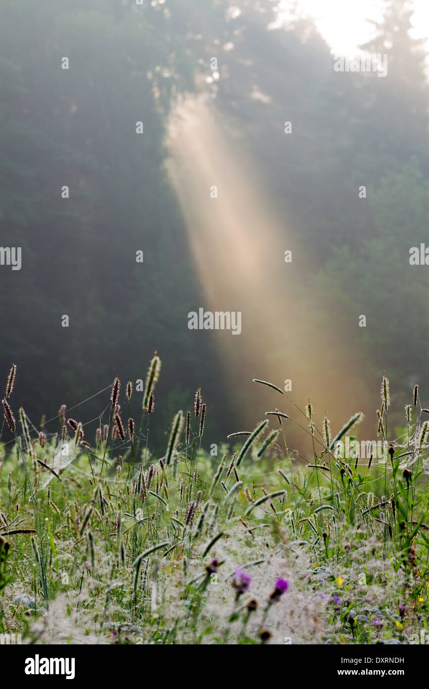 summer sunrise over the forest in a fog Stock Photo - Alamy
