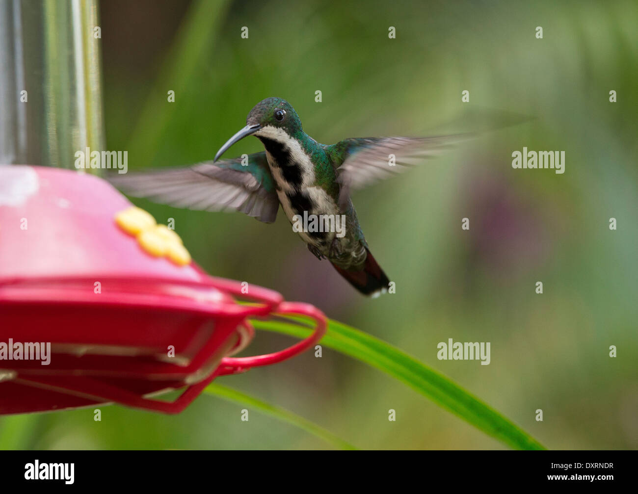Black-throated Mango hummingbird, Anthracothorax nigricollis hovering while feeding. Trinidad. Stock Photo