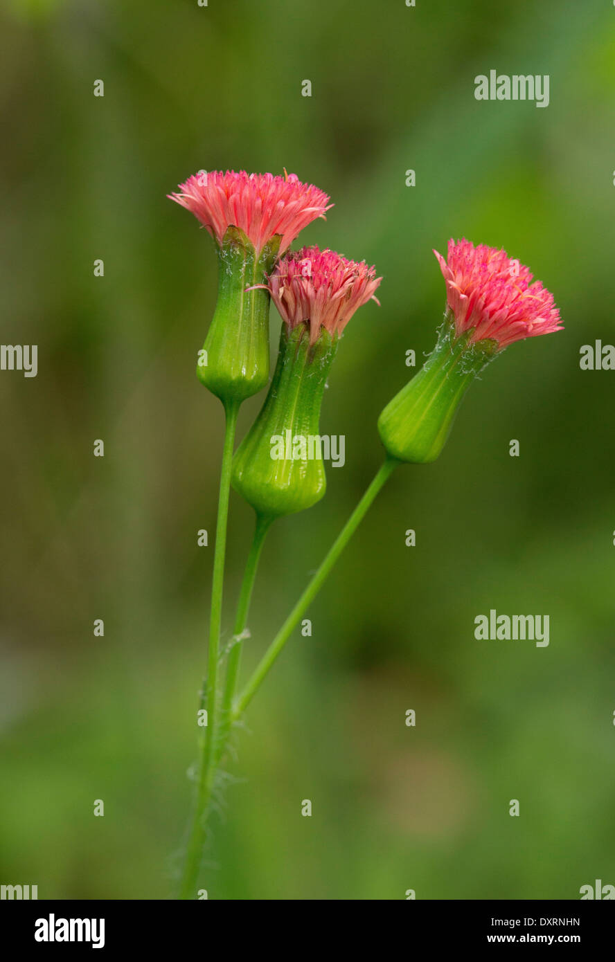 Rabbit Meat, Florida Tasselflower, Flora's Paintbrush or Florida Tassel Flower, Emilia fosbergii in flower. Trinidad. Stock Photo