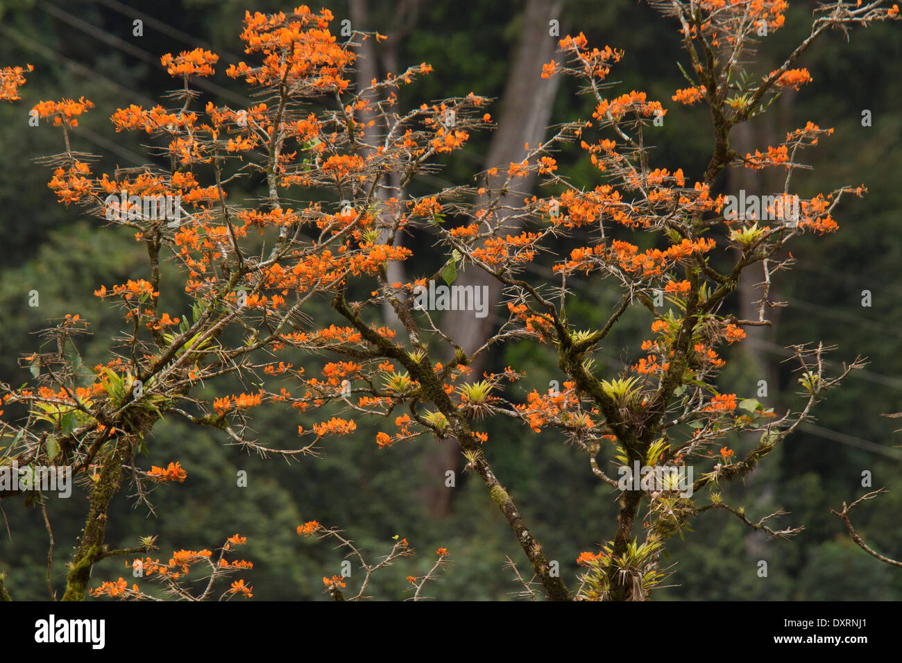 Mountain immortelle Erythrina poeppigiana tree in flower, Trinidad. Naturalised from South America. Stock Photo