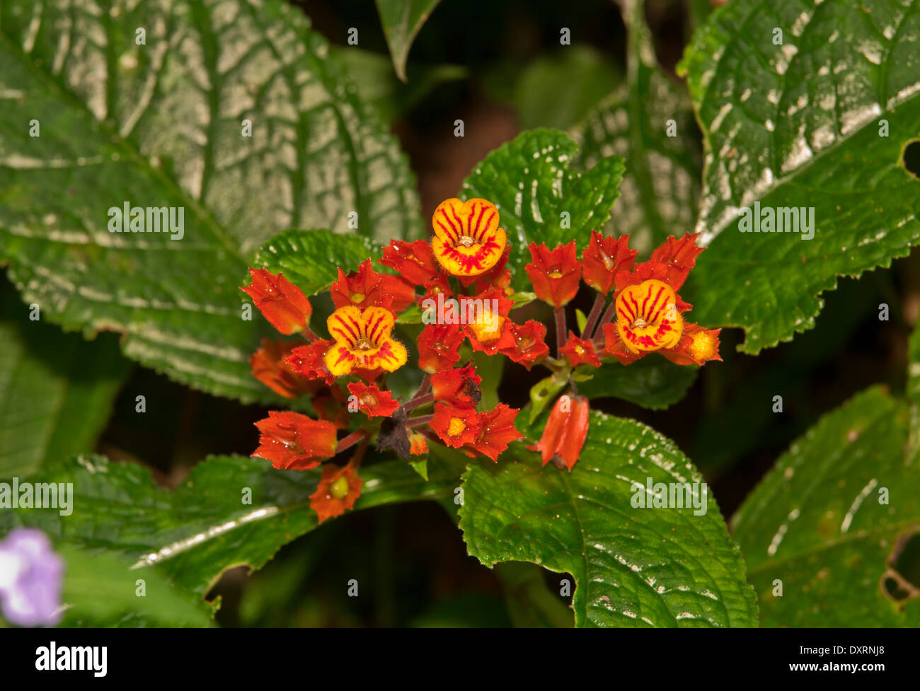 Copper Leaf or Sunset Bells, Chrysothemis pulchella. Trinidad. Gesneriaceae. Stock Photo