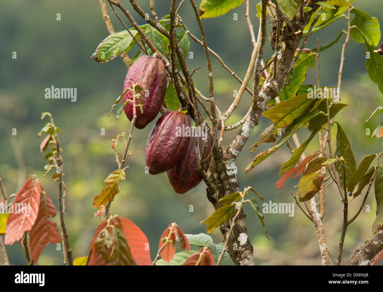 Fruits of Cocoa or Cacao tree, Theobroma cacao in plantation, Trinidad. Stock Photo