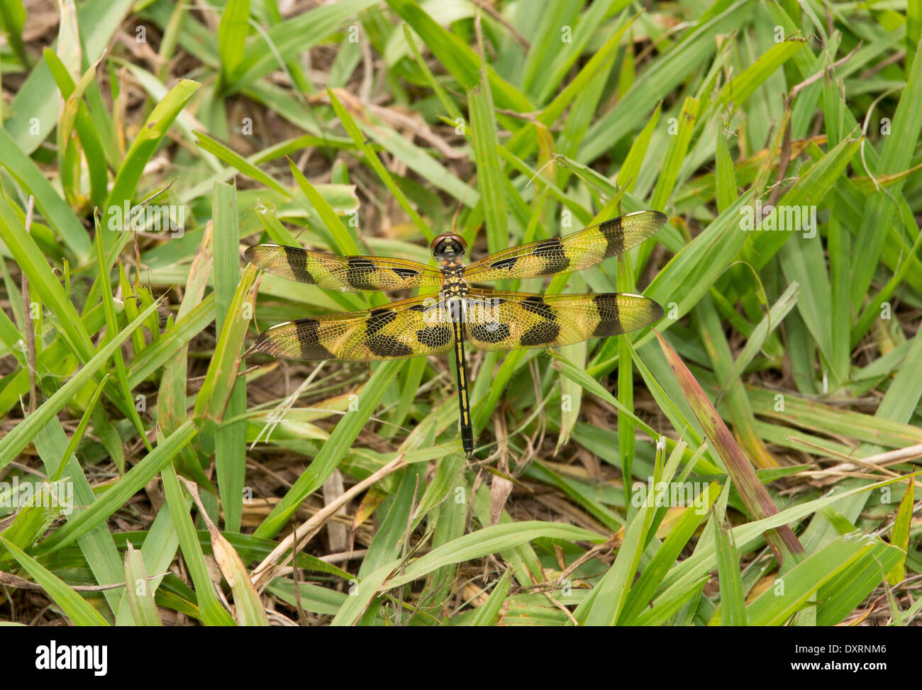 Halloween Pennant dragonfly, Celithemis eponina, settled on grass