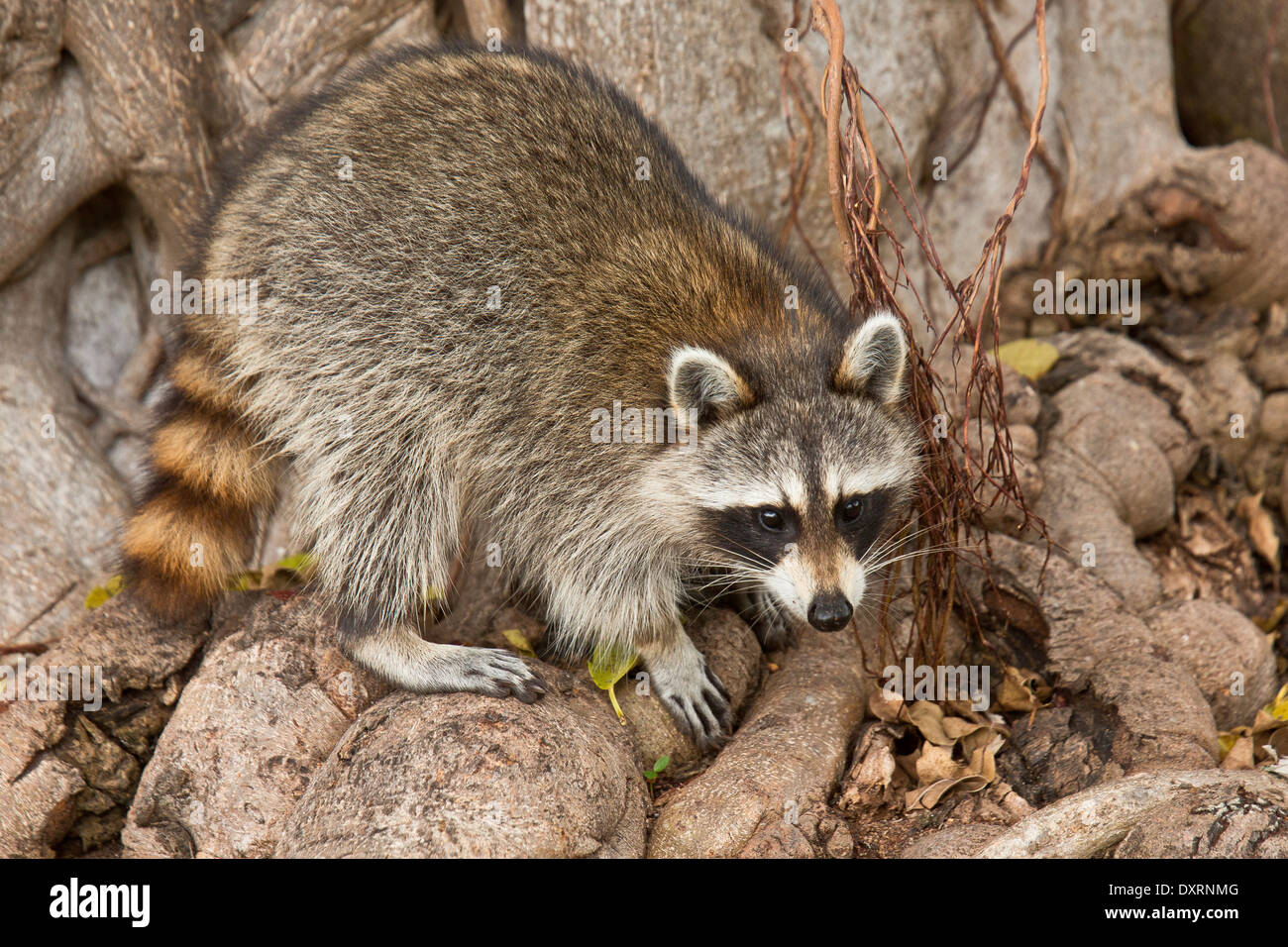 Raccoon or racoon, Procyon lotor searching for food among tree roots; Everglades, Florida. Stock Photo