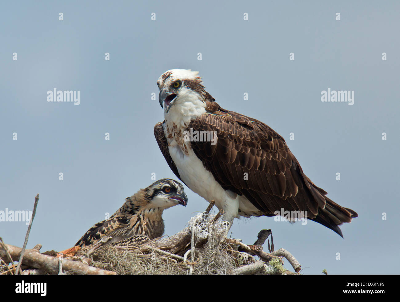 Osprey Pandion haliaetus, also known as sea hawk, fish eagle, river hawk or fish hawk; adult an nest with chicks. Stock Photo